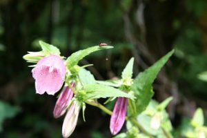 平家さくらの森 花図鑑その４ ホタルブクロ 椎葉村観光協会